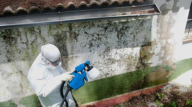 Top rated local Mold Remediation specialists in Williamsburg, FL